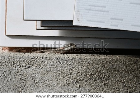 small lizard basking on a mossy concrete wall under bright sunlight, profile of a tropical lizard resting on a weathered stone wall, small reptile basking in the sun against a clear background