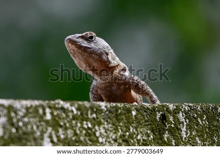 small lizard basking on a mossy concrete wall under bright sunlight, profile of a tropical lizard resting on a weathered stone wall, small reptile basking in the sun against a clear background