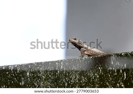 small lizard basking on a mossy concrete wall under bright sunlight, profile of a tropical lizard resting on a weathered stone wall, small reptile basking in the sun against a clear background