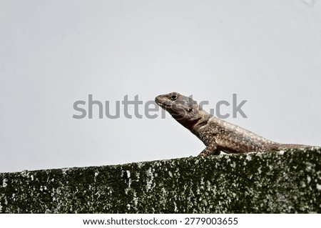 small lizard basking on a mossy concrete wall under bright sunlight, profile of a tropical lizard resting on a weathered stone wall, small reptile basking in the sun against a clear background
