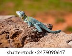 A small lizard basking on rocks in sunlight