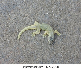 Small lizard die on the road. - Shutterstock ID 427051708