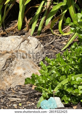A small lizard or gecko or iguana sunning on a rock in a tropical habitat. 