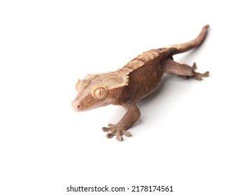 39,327 Small Dragons Images, Stock Photos & Vectors | Shutterstock