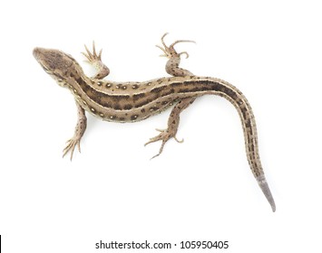 Small Lizard Isolated On White