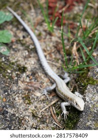 A small lizard with a long tail is resting on the ground surrounded by grass and dirt.