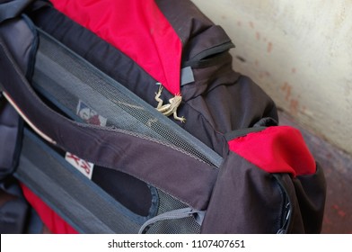 Small lizard on a backpack