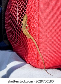 A Small Lizard On A Red Cooler Bag On The Beach.