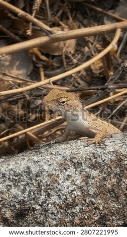 Small lizard on a rock in dry natural surroundings. A wild lizard stands alert on a textured stone surface with dry twigs and leaves in the background. Perfect for wildlife photography, tropical reptiles, and environmental themes.