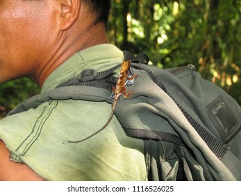 small lizard on a shoulder of the guide in the rainforest