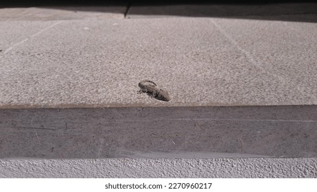 Small lizard on a sidewalk step in a street in Tarifa (Cádiz). It's a sunny day.