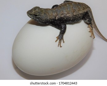 Small lizard on top of an egg