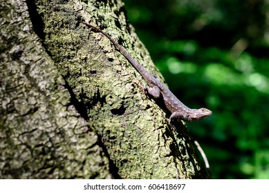 Small lizard on the tree