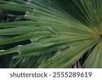 Small lizard on a tropical leaf in Florida