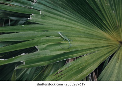 Small lizard on a tropical leaf in Florida