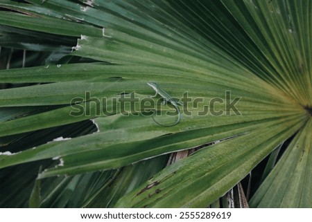 Small lizard on a tropical leaf in Florida