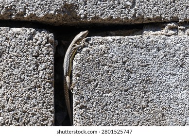 Small lizard peeks from crack between stone blocks. Sunlit texture highlights rough concrete surface. Creature blends into gray urban environment. Natural wildlife moment captured in daylight