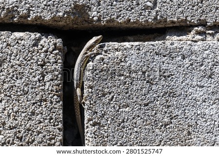 Small lizard peeks from crack between stone blocks. Sunlit texture highlights rough concrete surface. Creature blends into gray urban environment. Natural wildlife moment captured in daylight