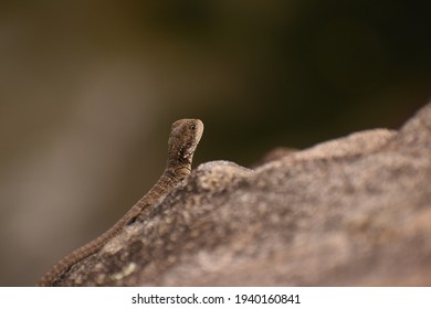 Small Lizard perched on the side of a rock