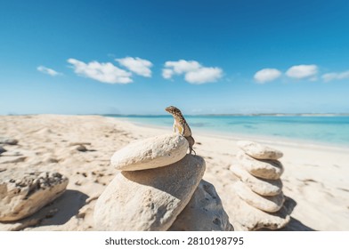 Small lizard perched on stacked beach rocks overlooking a pristine tropical shoreline with turquoise waters and blue sky, capturing peaceful coastal wildlife and nature.