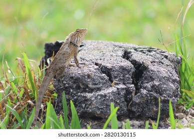 A small lizard perched on a textured wooden log or rock in its natural outdoor habitat.