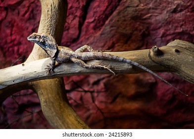 small lizard resting on a tree branch