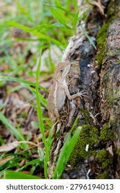 Small Lizard Resting on Tree Trunk in Nature      