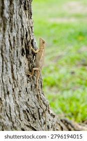 Small Lizard Resting on Tree Trunk in Nature       