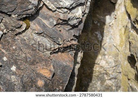 A small lizard rests on a weathered, cracked rock wall with patches of moss and dirt, positioned near a crevice in natural outdoor lighting.