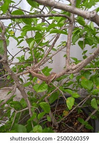 A Small lizard at the short trees