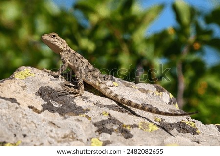 A small lizard sits on a sun-warmed rock, basking in the sunlight, amidst a blurred greenery background.