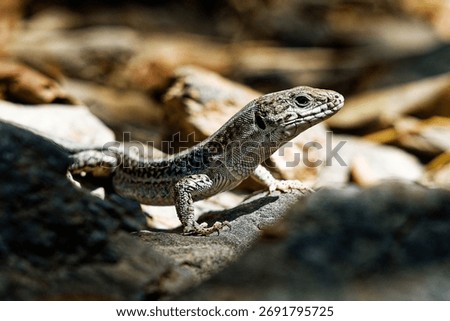 small lizard in the sun