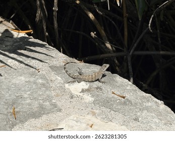 Small lizard warming itself on a sunlit stone surface, surrounded by shadows and dense mangrove roots in a tropical setting.