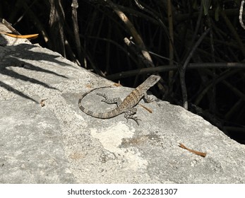 Small lizard warming itself on a sunlit stone surface, surrounded by shadows and dense mangrove roots in a tropical setting.