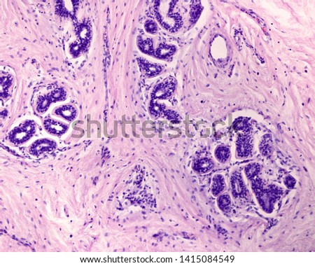 Small lobules showing acini and specialized stromal cells. The stroma is more cellular than the interlobular stroma. The intralobular stroma contains fine collagen fibers Stock photo © 