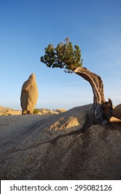 a small lone tree growing on a rock in Joshua tree national park