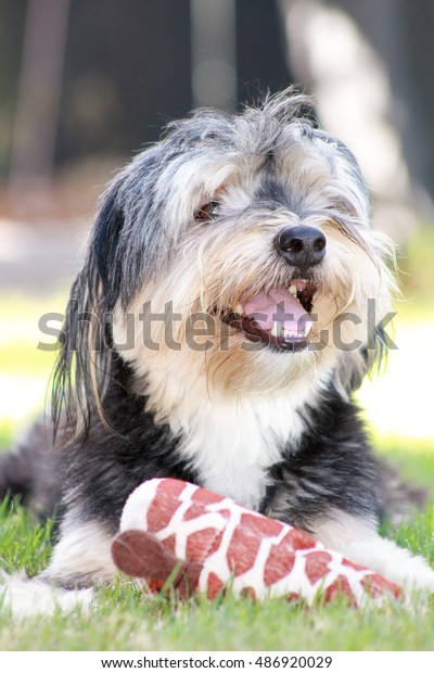 Small Long Haired Dog Stock Photo Edit Now 486920029