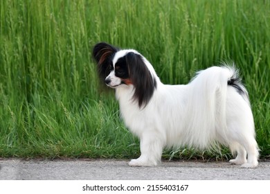 Small long haired papillon dog at dog show side view on a green background