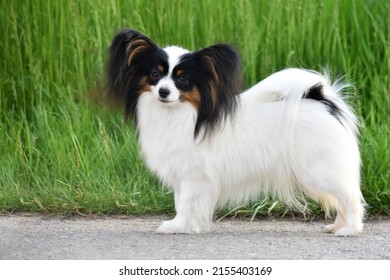 Small long haired papillon dog at dog show side view on a green background