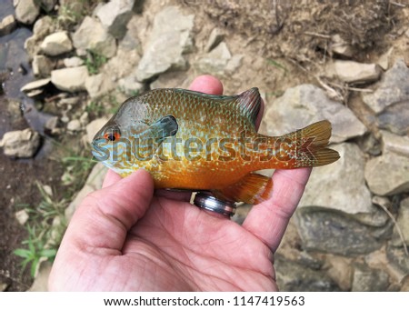 Small Longear Sunfish