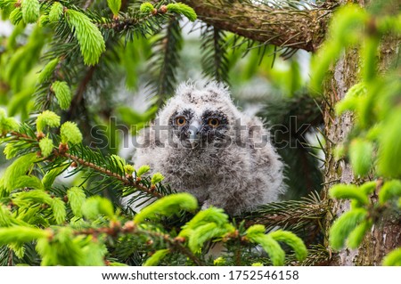 A small long-eared owl sits on a tree branch in the forest. Baby Long-eared owl owl in the wood