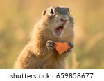 Small and lovely ground squirrel on a meadow among flowers during warm spring sunset. Very surprised, with its mouth opened. Peaceful, relaxing, amazing and funny
