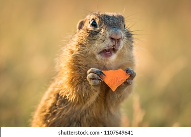 Small And Lovely Ground Squirrel On A Meadow Among Flowers During Warm Spring Sunset. Very Surprised, With Its Mouth Opened. Peaceful, Relaxing, Amazing And Funny. Cute But Endangered Animal.