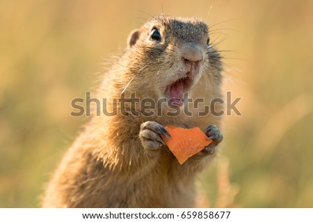 Small and lovely ground squirrel on a meadow among flowers during warm spring sunset. Very surprised, with its mouth opened. Peaceful, relaxing, amazing and funny
