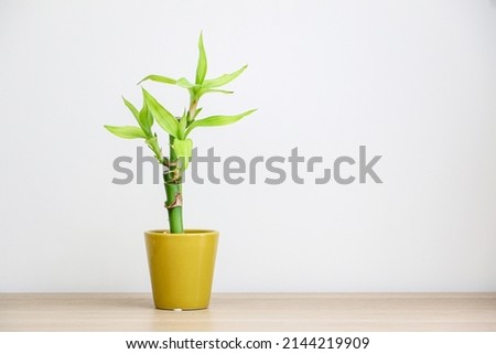 A small lucky bamboo plant (Dracaena Sanderiana or Ribbon Dracaena) in a golden yellow pot on a wooden desk against white wall