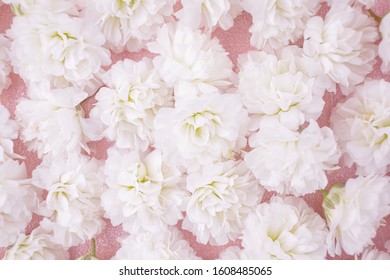 Small lush elegant white gypsophila flowers on pastel pink background. The concept of spring, summer, women's day, Valentine's day, wedding, holiday, birthday. Macro photo for banners, cards, posters.