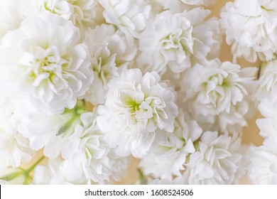 Small lush elegant white gypsophila flowers on a pastel background. The concept of spring, summer, women's day, Valentine's day, wedding, holiday, birthday. Macro photo for banners, cards, posters.