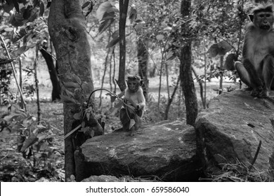 Small Macaque monkey sitting on a rock 