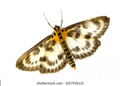 Small Magpie, Moth