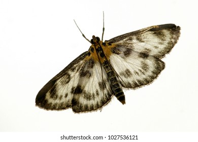 Small Magpie, Moth